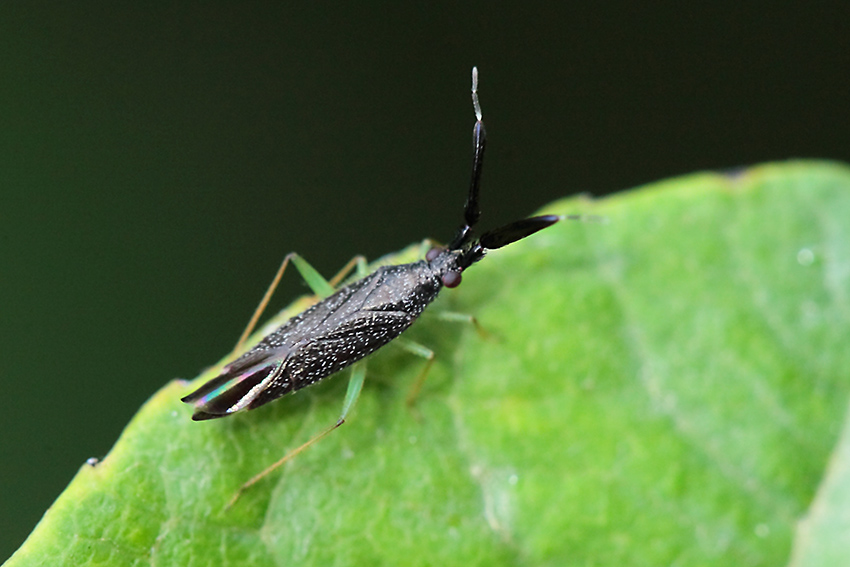Miridae: Heterotoma cfr. planicornis